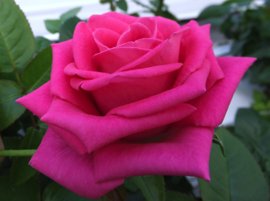 バラ 薔薇 jasmine様 www.fongc.org